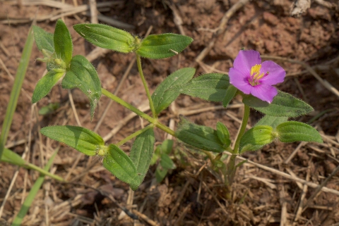 Osbeckia chinensis