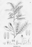 Platypodium elegans