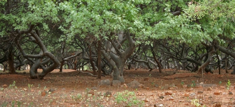 Bursera penicillata