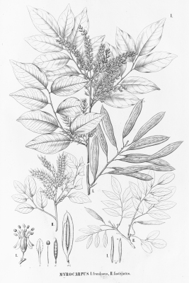 Myrocarpus fastigiatus