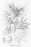 Myrocarpus frondosus