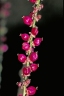Deeringia amaranthoides