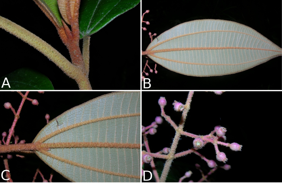 Miconia astroplocama