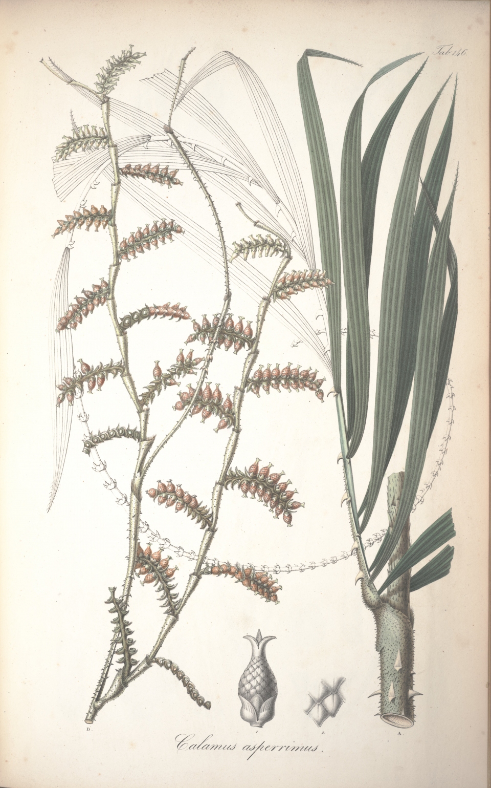 Calamus asperrimus