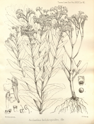 Aeollanthus suaveolens
