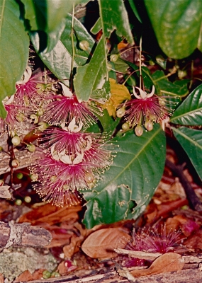 Barringtonia samoensis