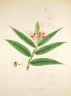 Hedychium gracile