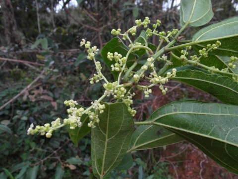 Urera acuminata