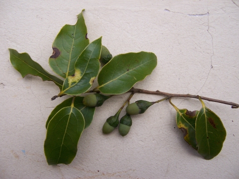 Ocotea obtusata