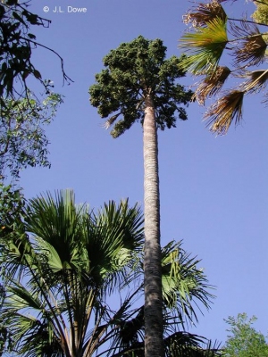 Corypha Utan Useful Tropical Plants