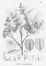 Vatairea macrocarpa