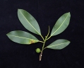 Ficus yoponensis