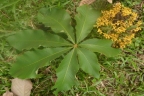 Myrianthus arboreus