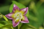 Capsicum eximium