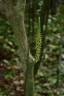 Dioscoreophyllum cumminsii