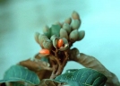 Virola calophylla
