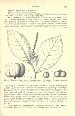 Excoecaria bussei