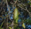 Ceiba speciosa