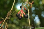 Sorocea bonplandii