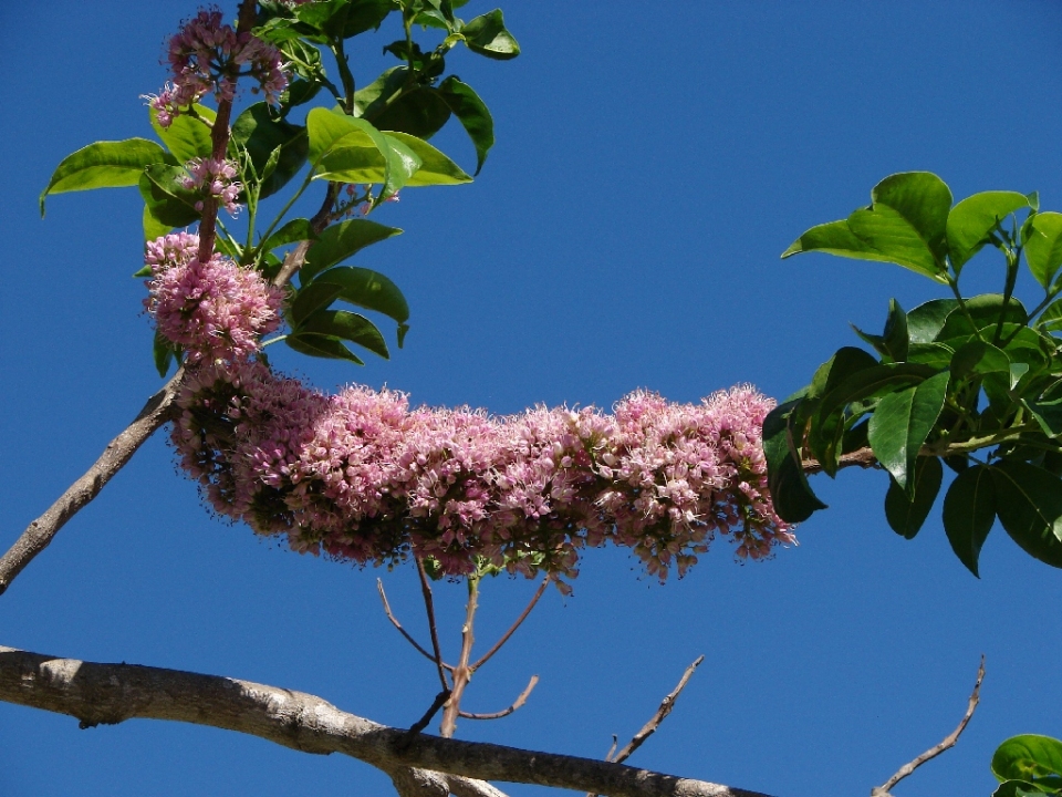 Melicope elleryana