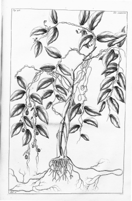 Aristolochia rumphii