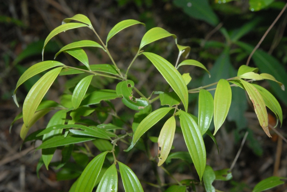 Cinnamomum subavenium