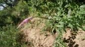 Hermbstaedtia scabra