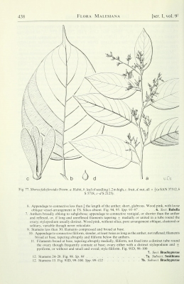 Shorea falciferoides - Useful Tropical Plants