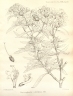 Haumaniastrum caeruleum