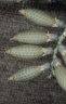 Calamus longispathus