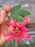 Passiflora antioquiensis