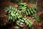 Zanthoxylum usambarense