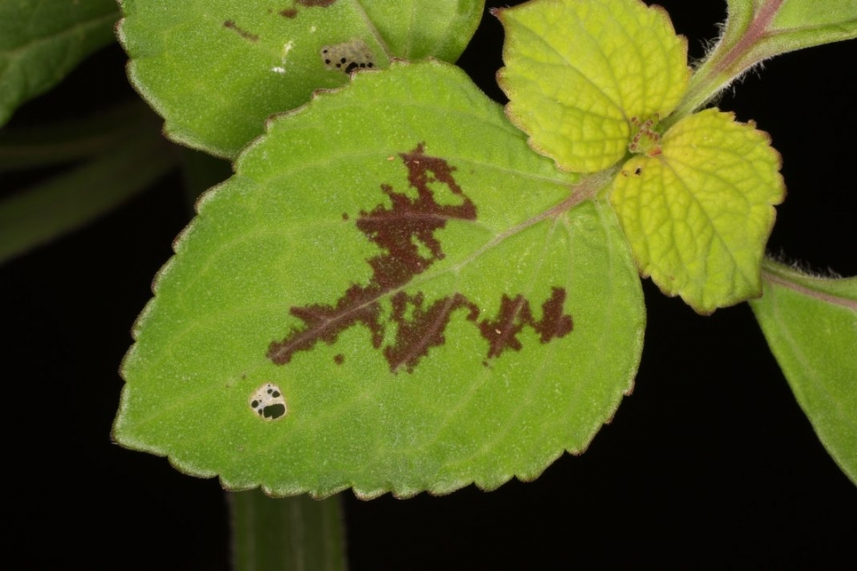 Plectranthus monostachyus