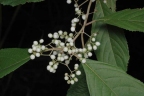 Callicarpa longifolia