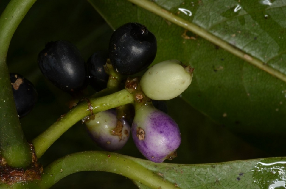 Craterispermum laurinum