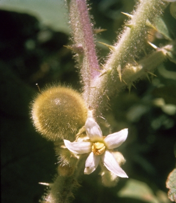 Solanum stramoniifolium