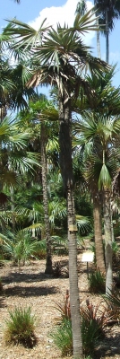 Coccothrinax miraguama