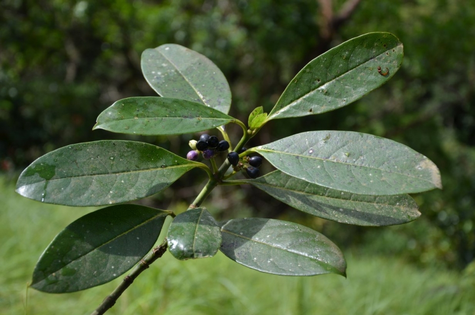 Craterispermum laurinum