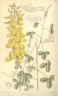 Crotalaria longirostrata