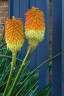 Kniphofia linearifolia