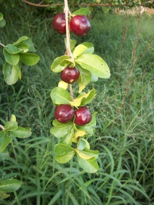 Barbados cherry Malpighia glabra 100 Seeds ThaiGardener