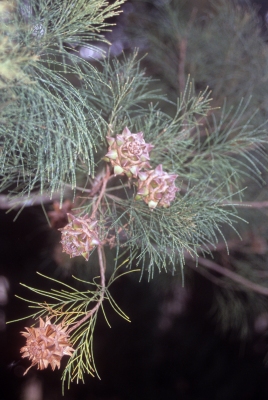 Gymnostoma sumatranum