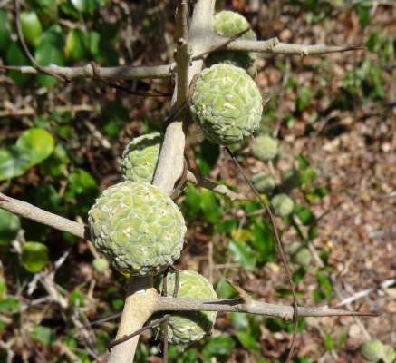 Maclura africana