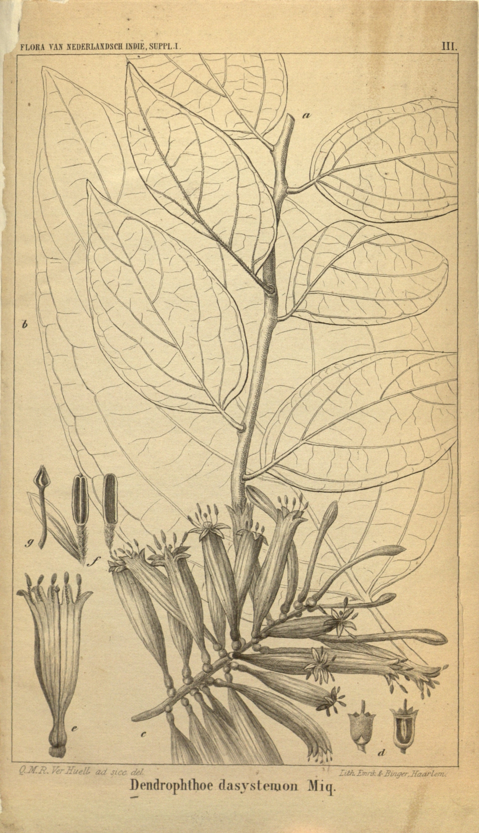 Dendrophthoe incarnata