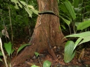 Minquartia guianensis