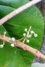 Macaranga sphaerophylla