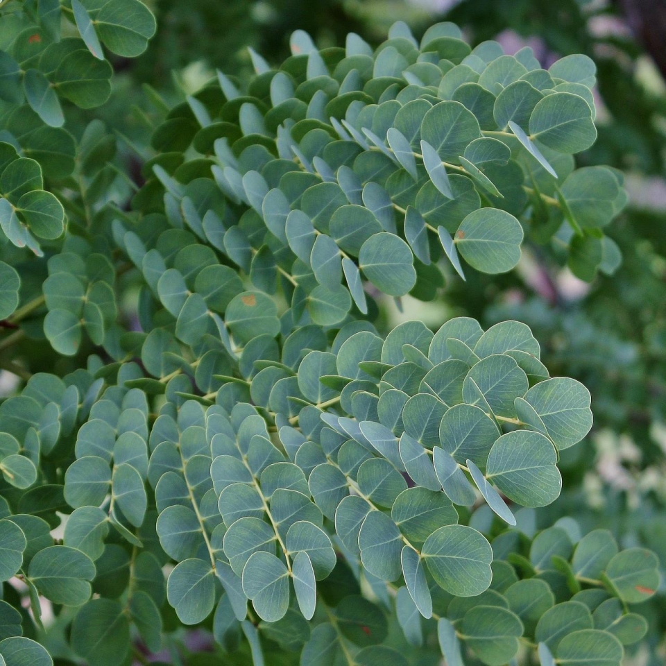 Stryphnodendron adstringens