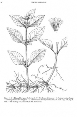 Limnophila rugosa