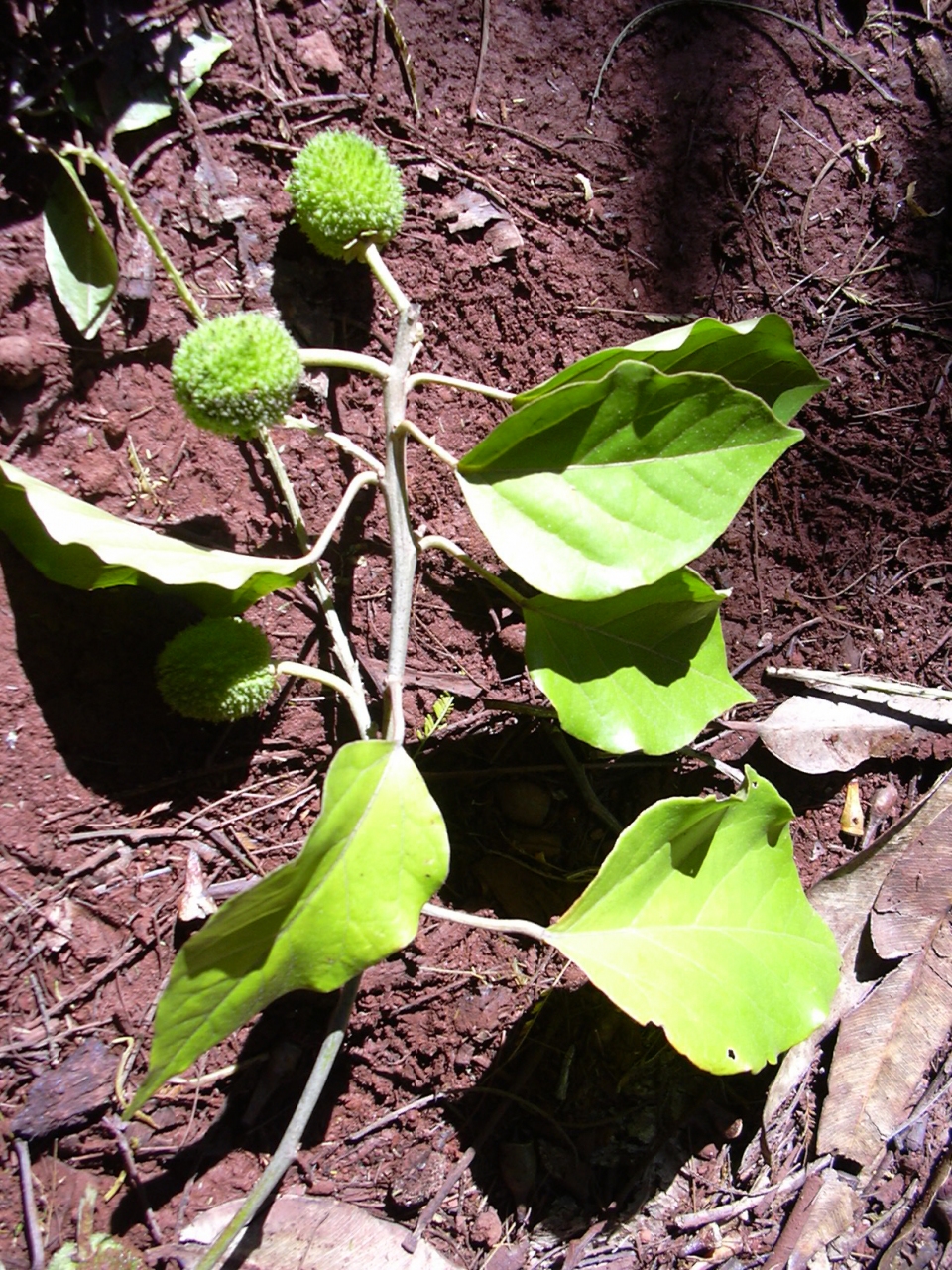 Croton guatemalensis