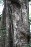 Sloanea terniflora